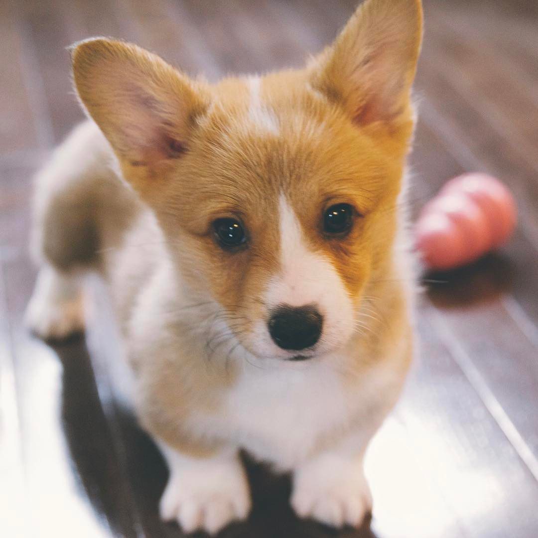 一只拿着玩具的柯基犬。