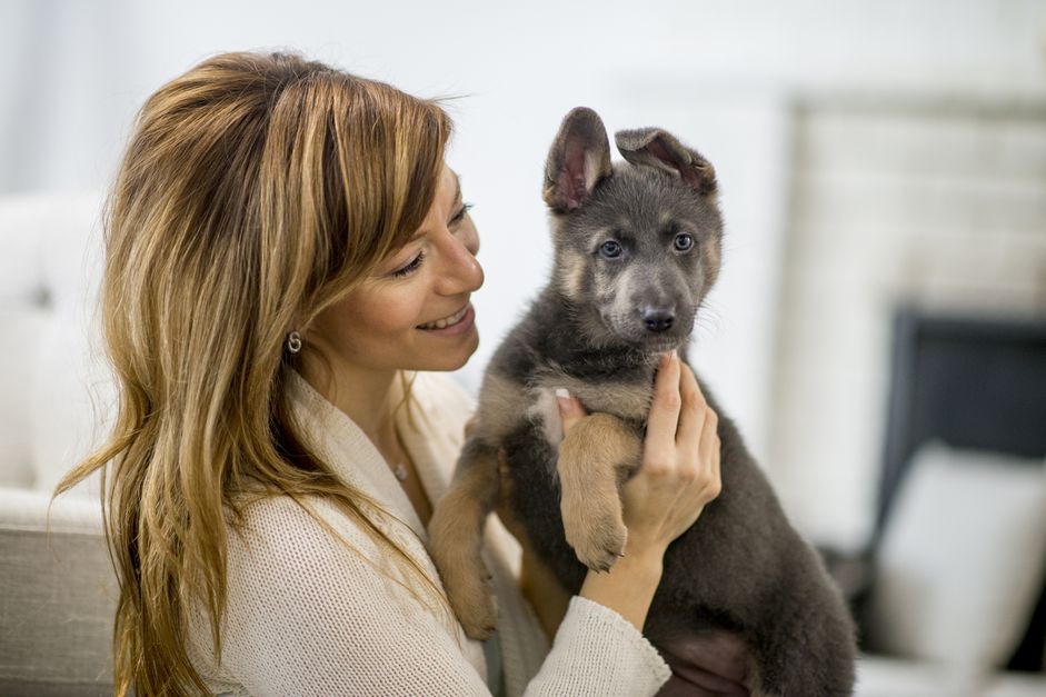 德国牧羊犬小狗和女人