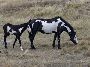 Paint horse mare and foal in a field