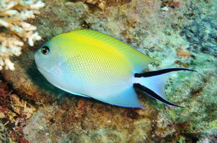 Japanese Swallowtail Angelfish