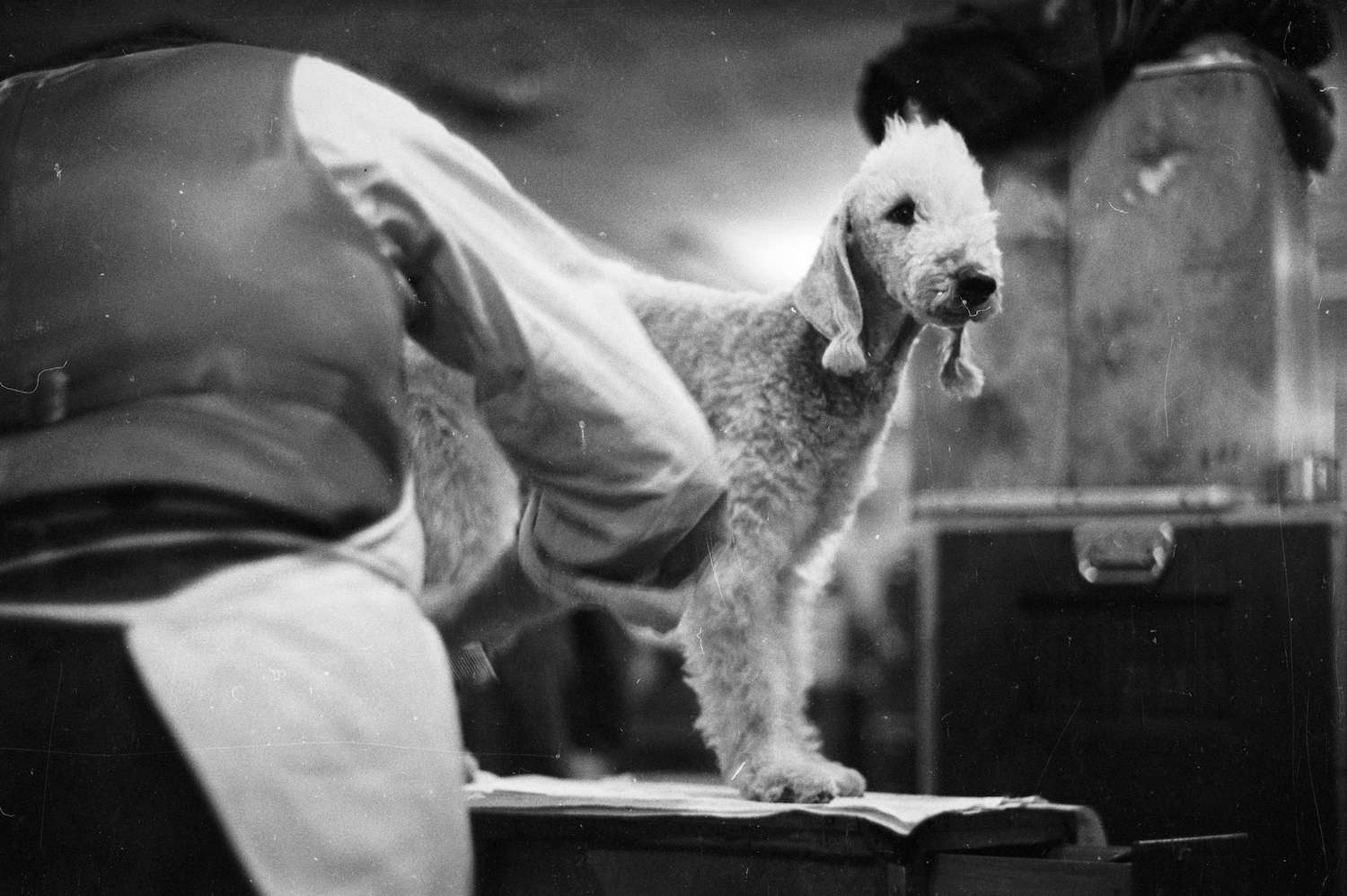 1952年，贝灵顿梗犬正在被梳理
