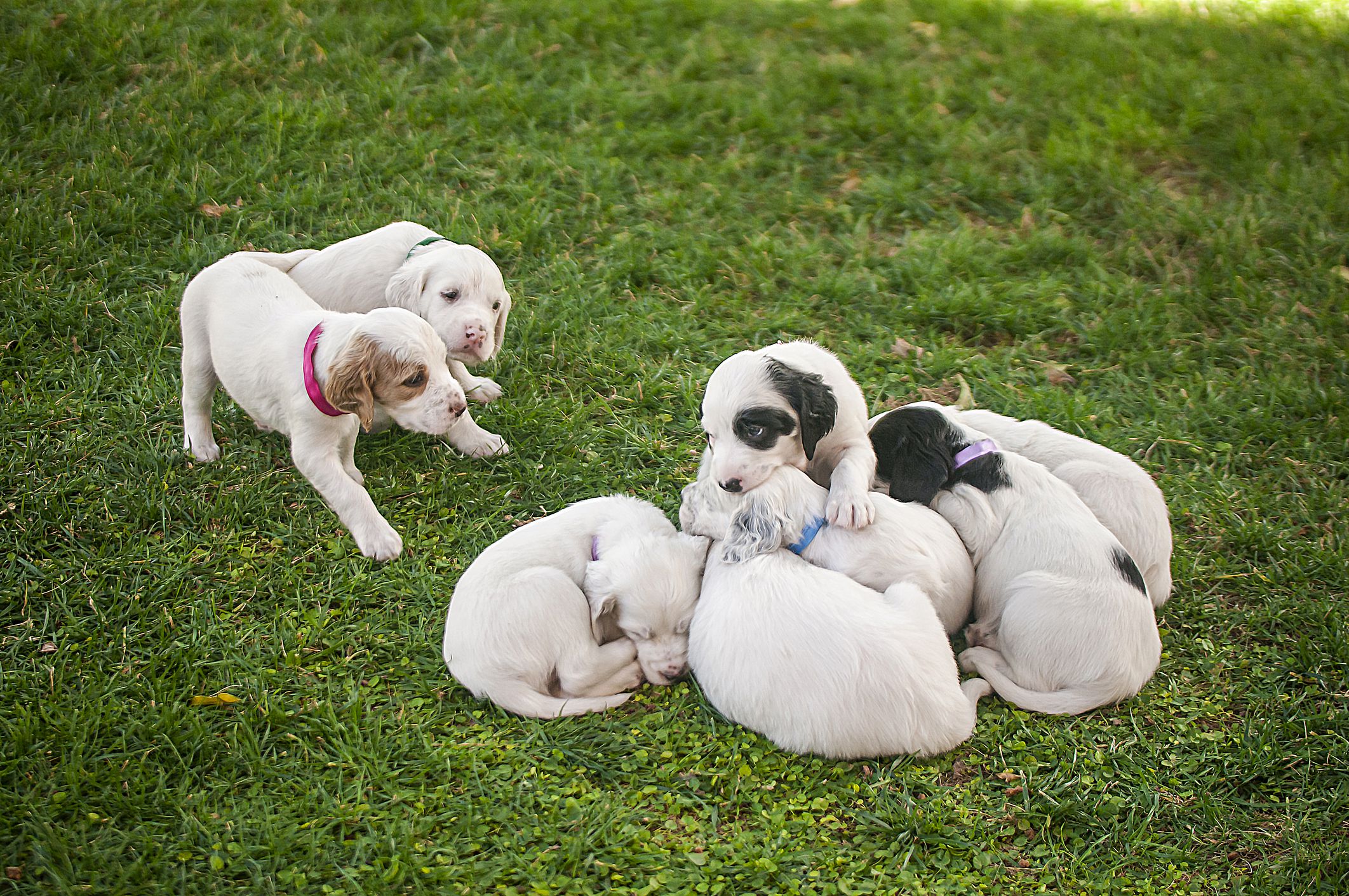 达尔马提亚犬