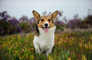 彭布罗克威尔士Corgi Running Over Field