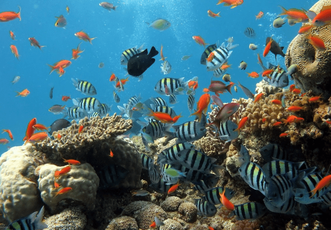 盐水水族馆