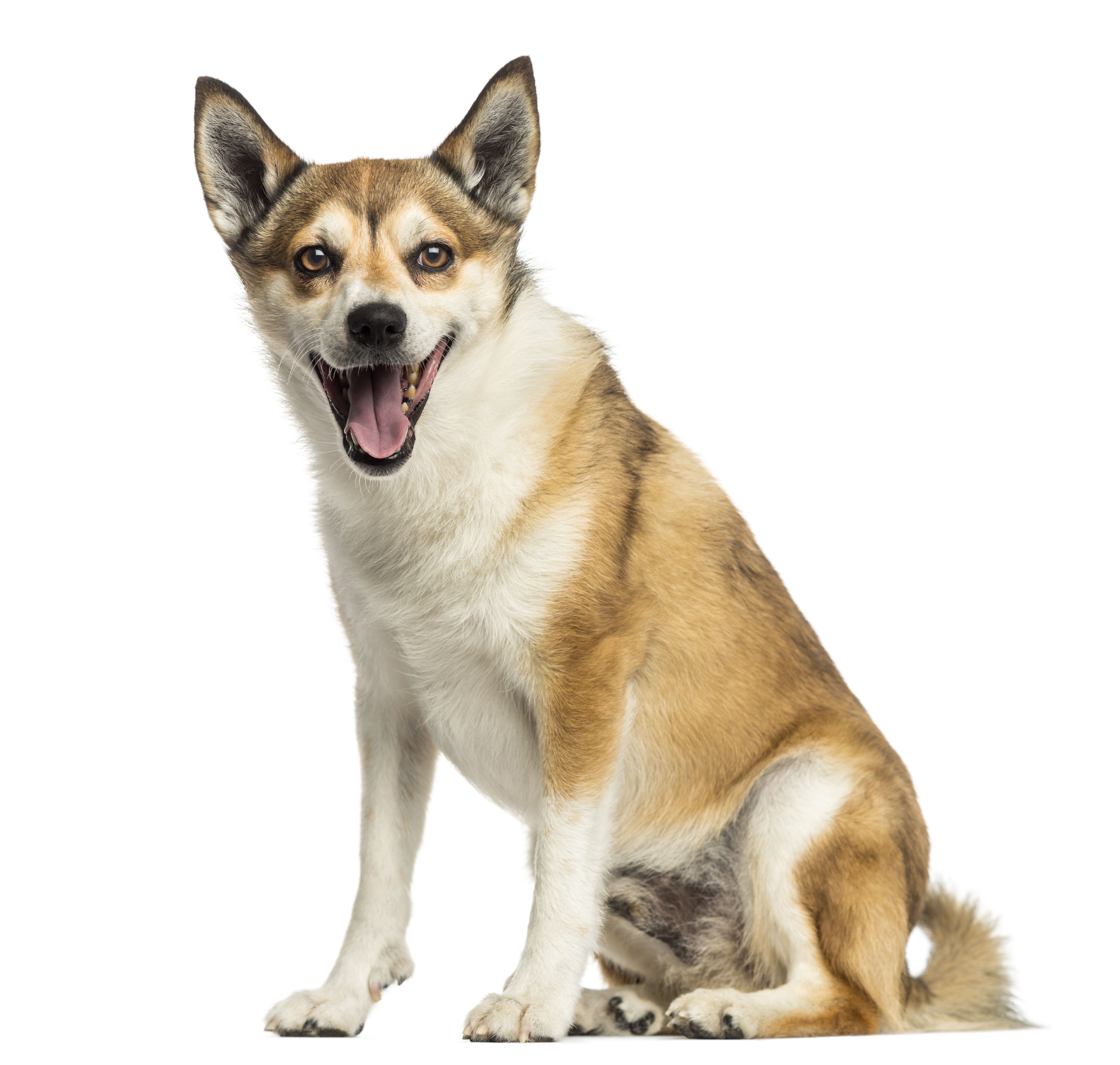 挪威lundehund坐