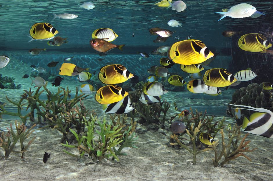 蝴蝶鱼在水族馆的珊瑚上游泳
