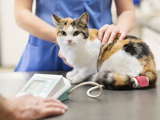兽医在兽医的手术中检查猫