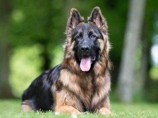 一只国王牧羊犬躺在草地上