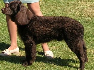 美洲水猎犬站在草地上