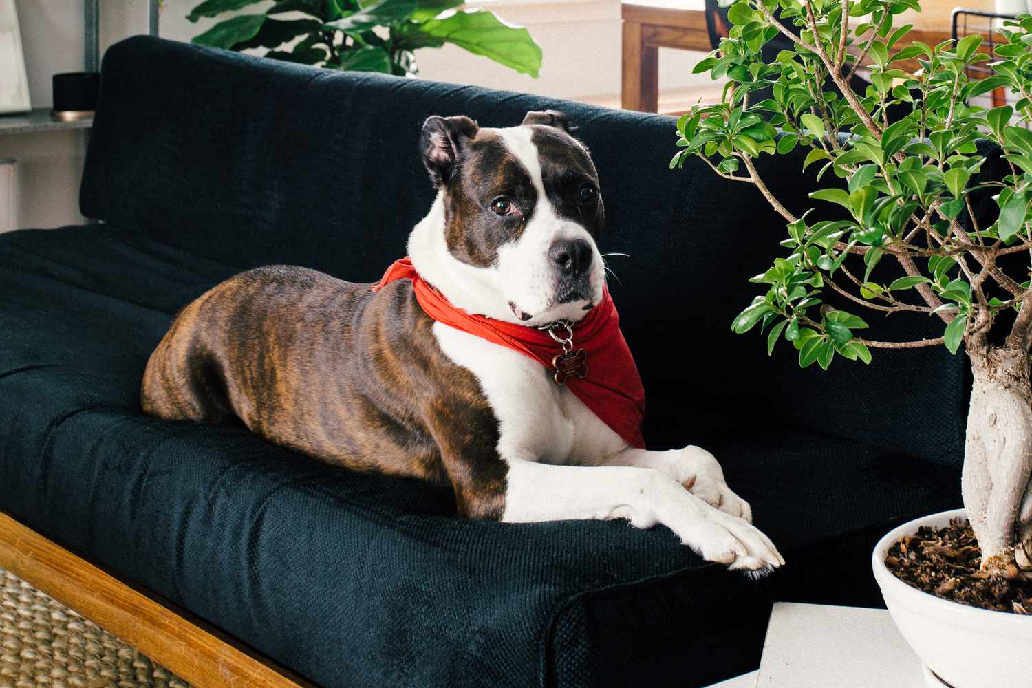 训练有素的斗牛犬躺在沙发上