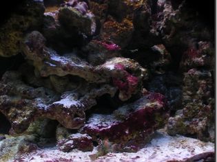 鱼缸内的活石涂有红色黏液