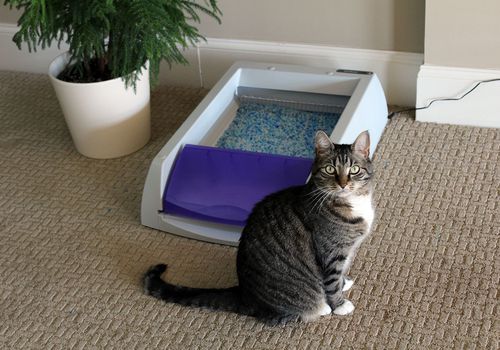 PetSafe自动猫砂盒