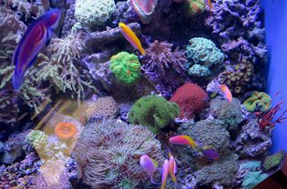 Saltwater reef habitat