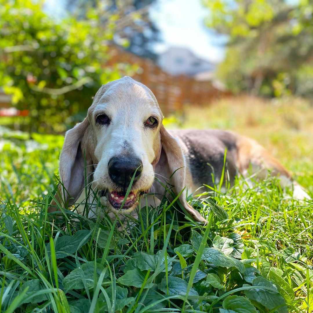 一只老巴吉特猎犬躺在草地上。
