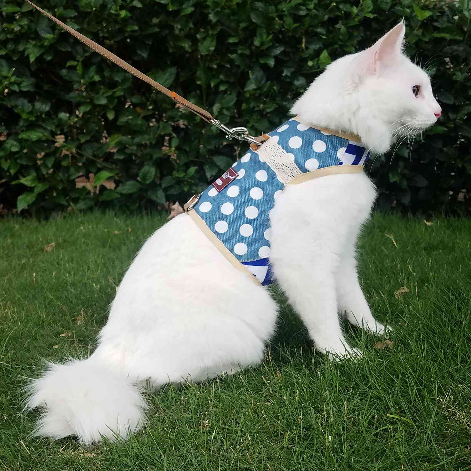 一智喵猫带