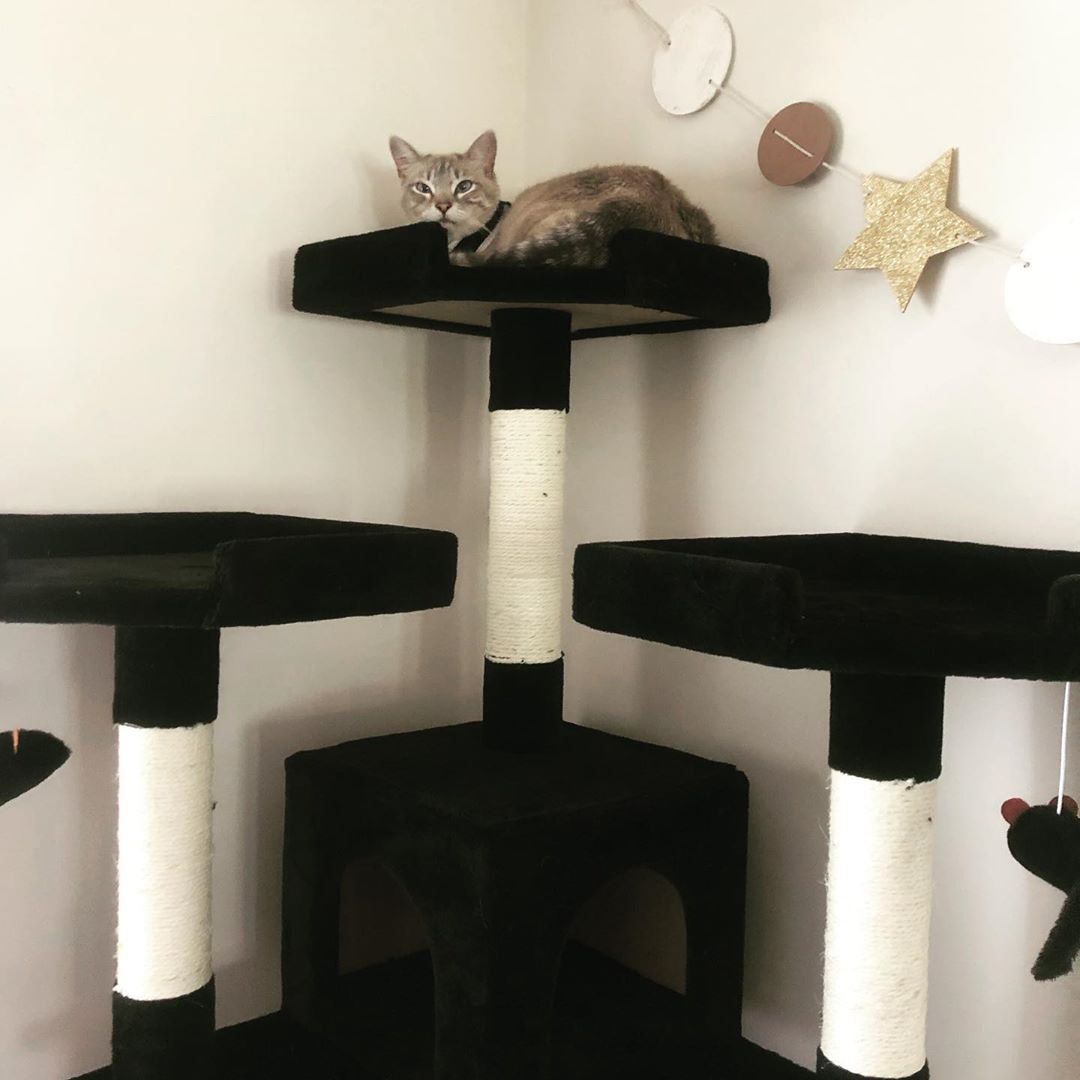 一只坐在现代猫树上的猫。