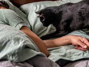 黑猫靠近床上熟睡的主人