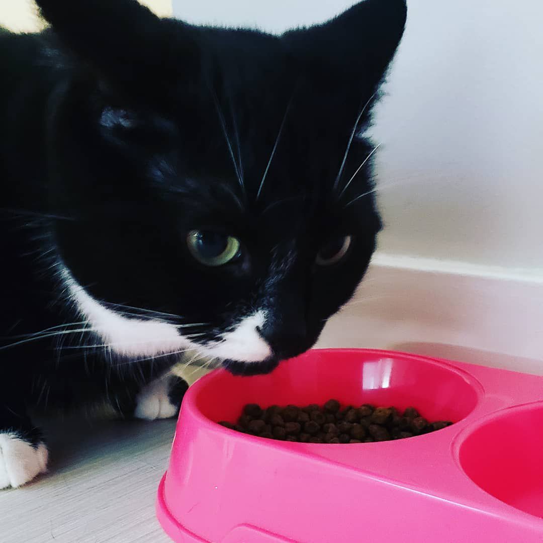 一只穿燕尾服的猫在一个粉色的碗里吃东西。