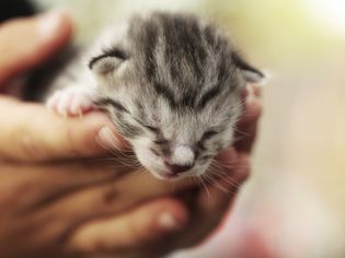 小灰虎斑猫在手里