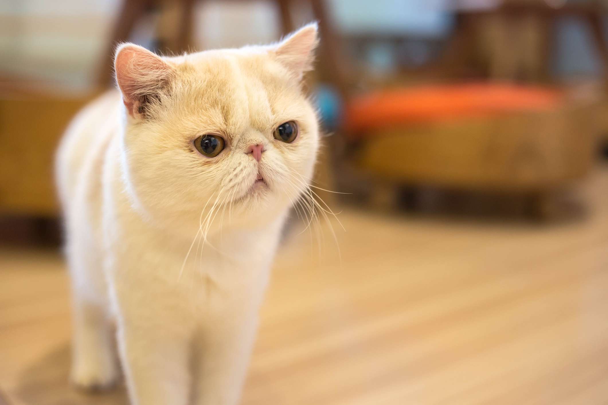 白色的异国短毛猫站着