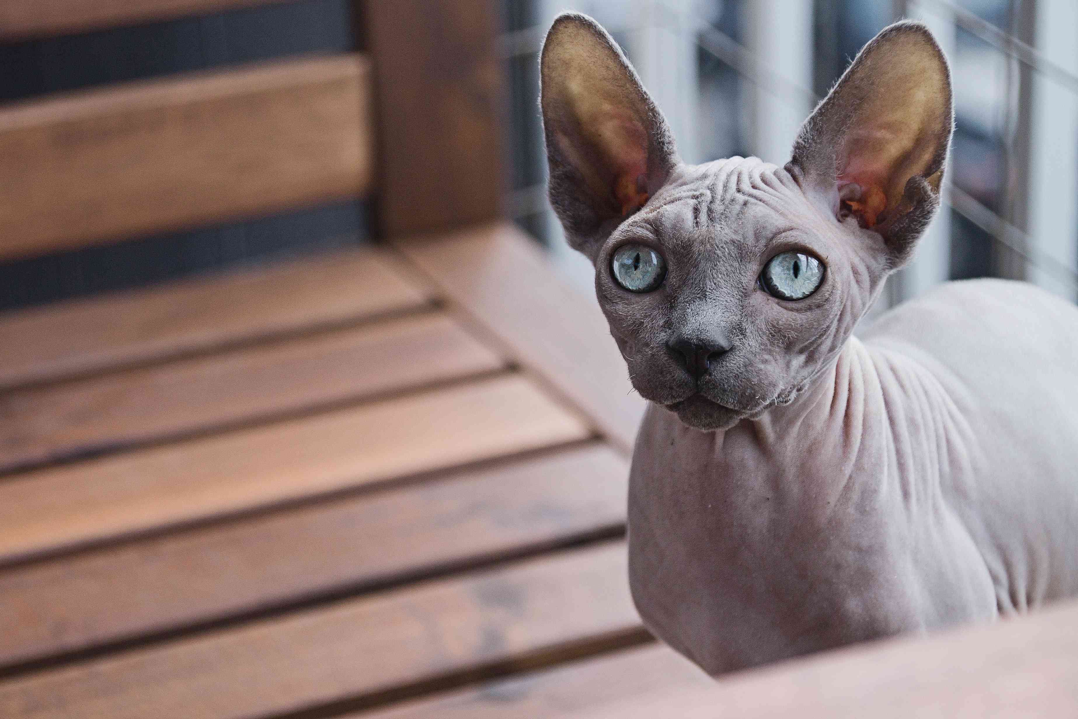 Sphynx混合