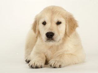 resizegolden-martinrogers-getty.jpg