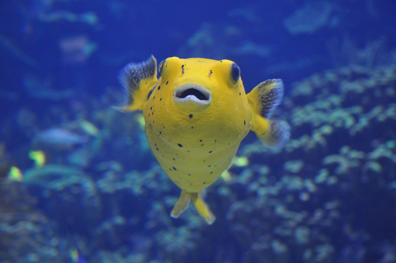 海里8个最可爱的水族馆小动物