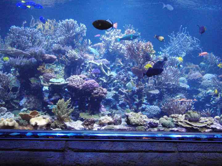 水族馆水族馆