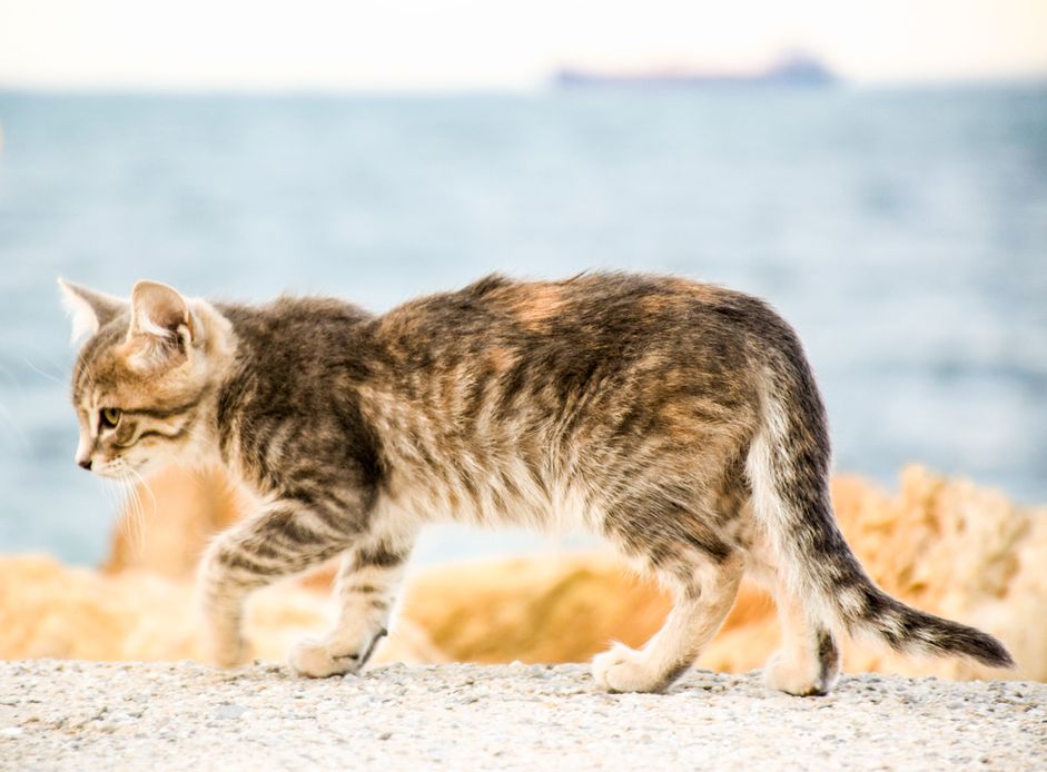 猫