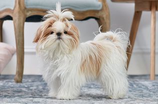 西施犬站在室内侧面