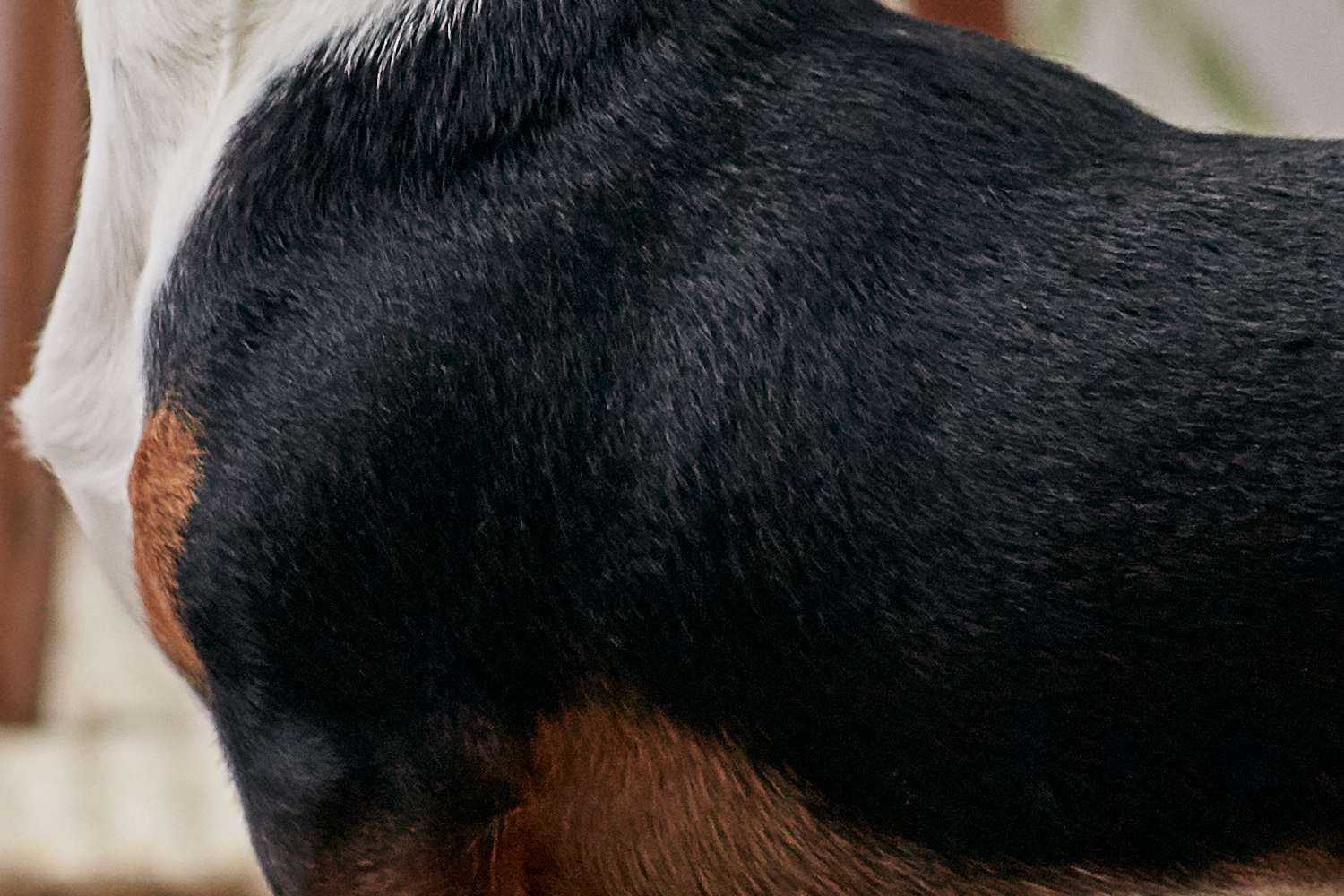 腊肠犬皮毛的特写