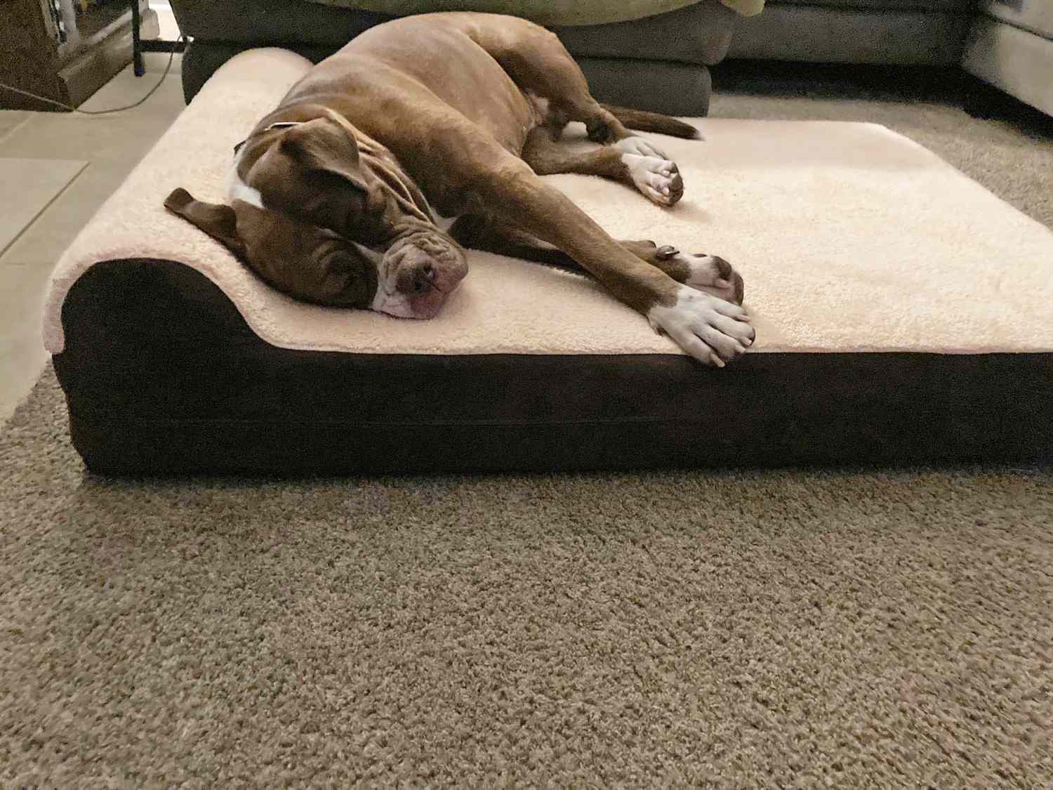 A dog laying down on the KOPEKS Orthopedic Memory Foam Pillow Dog Bed