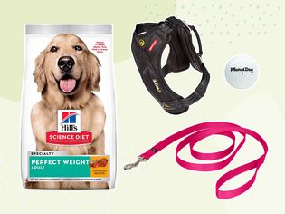 Collage of dog products on a green background