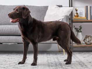 拉布拉多猎犬站在室内的侧面
