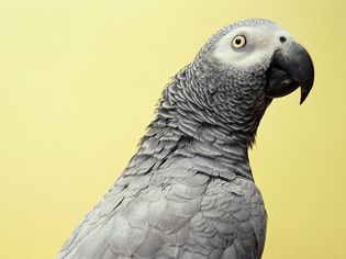 非洲灰鹦鹉(鹦鹉属)