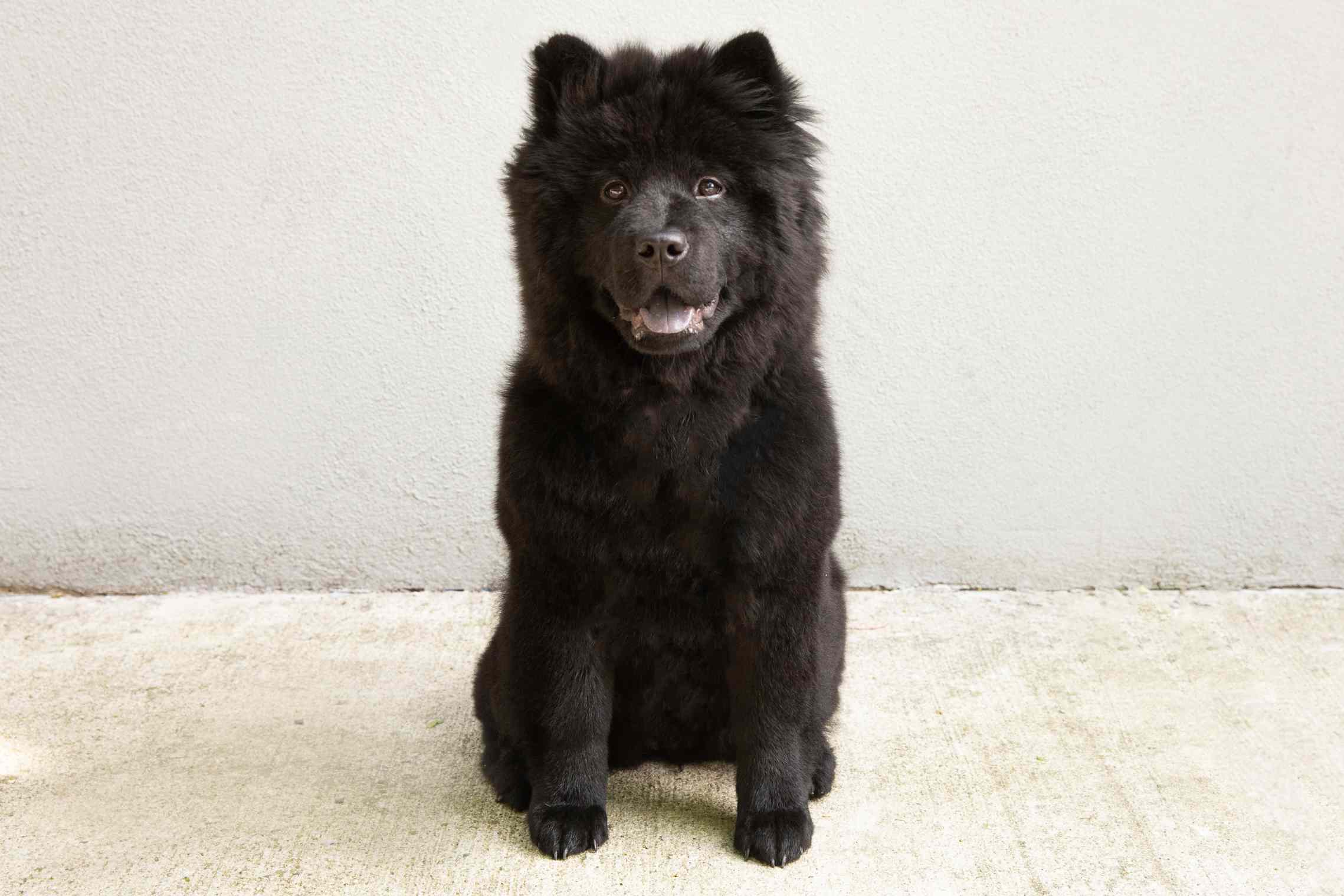黑色松狮犬坐在前面的白墙