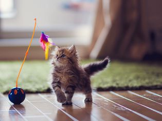 小猫玩羽毛玩具