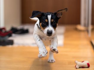 狗在家里