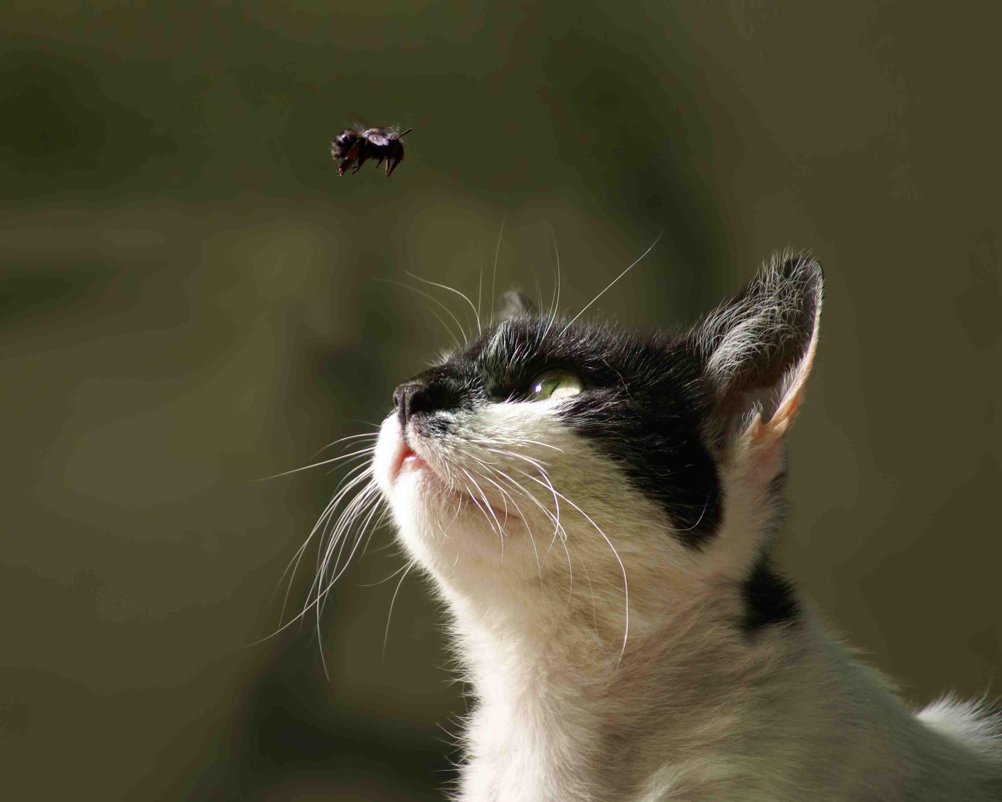 猫和蜜蜂