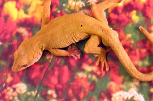 Gekko ulikovskii