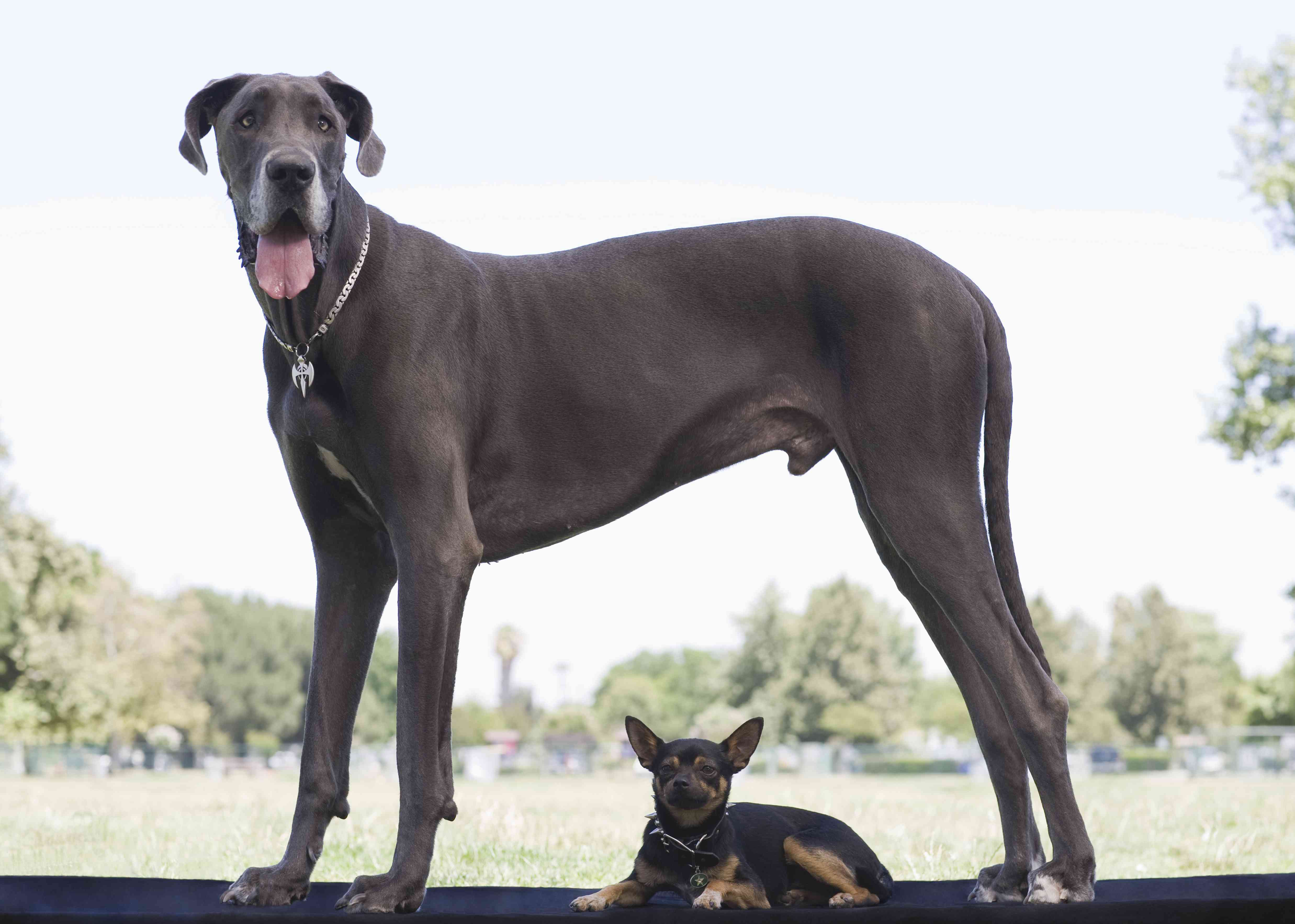 大丹大型犬站在外面的小型犬