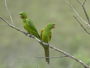 白眼长尾鹦鹉(Aratinga leucophthalma)，巴西塞拉达卡纳斯塔拉国家公园