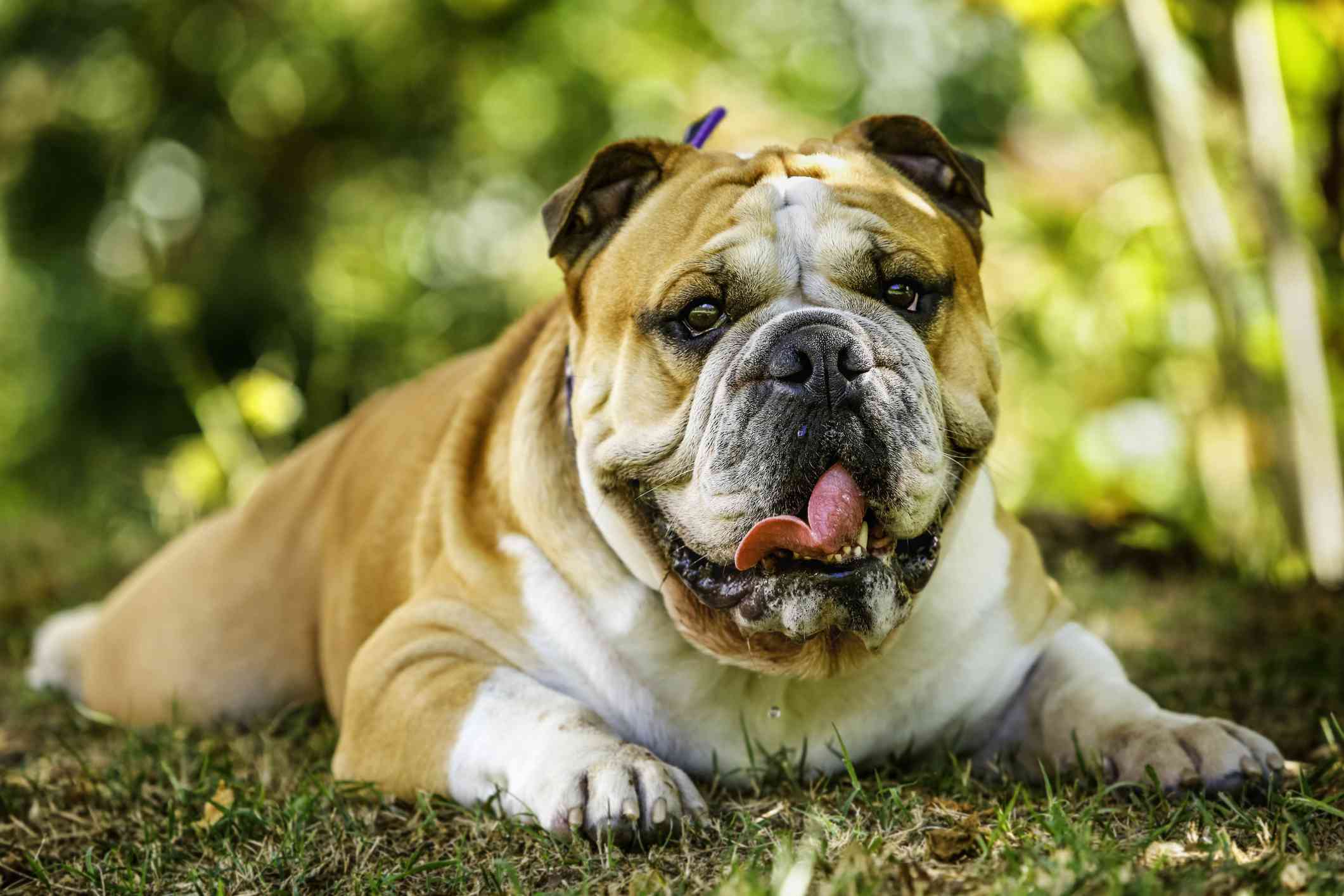 躺着的英国斗牛犬