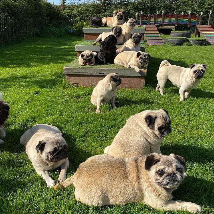 Several black and white pugs laying on green grass.
