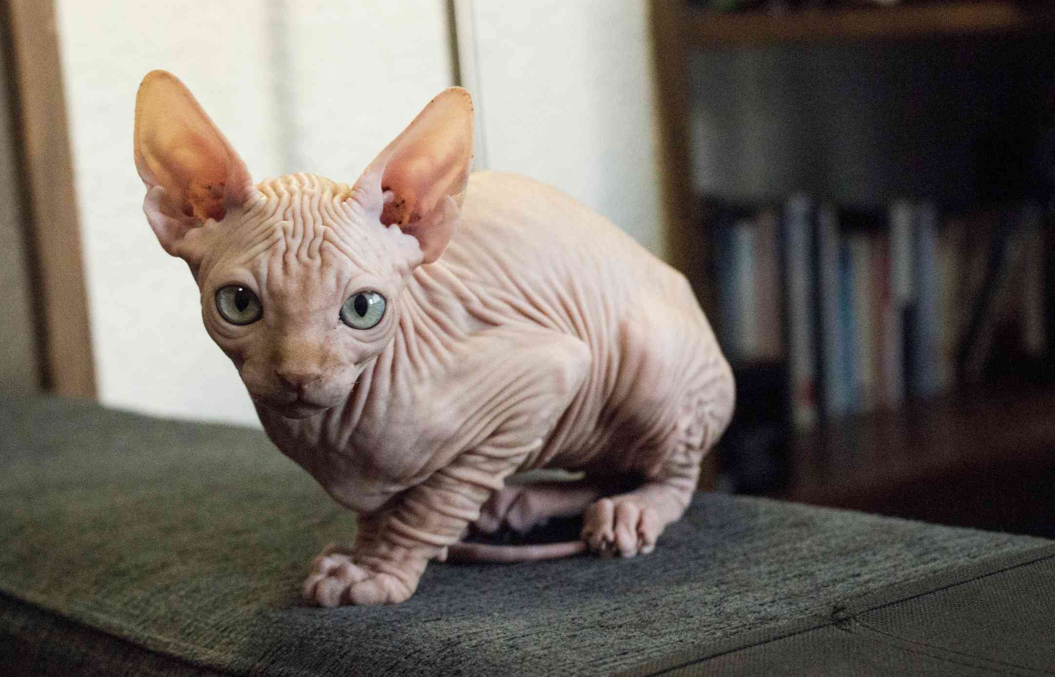 长着大眼睛的斯芬克斯猫