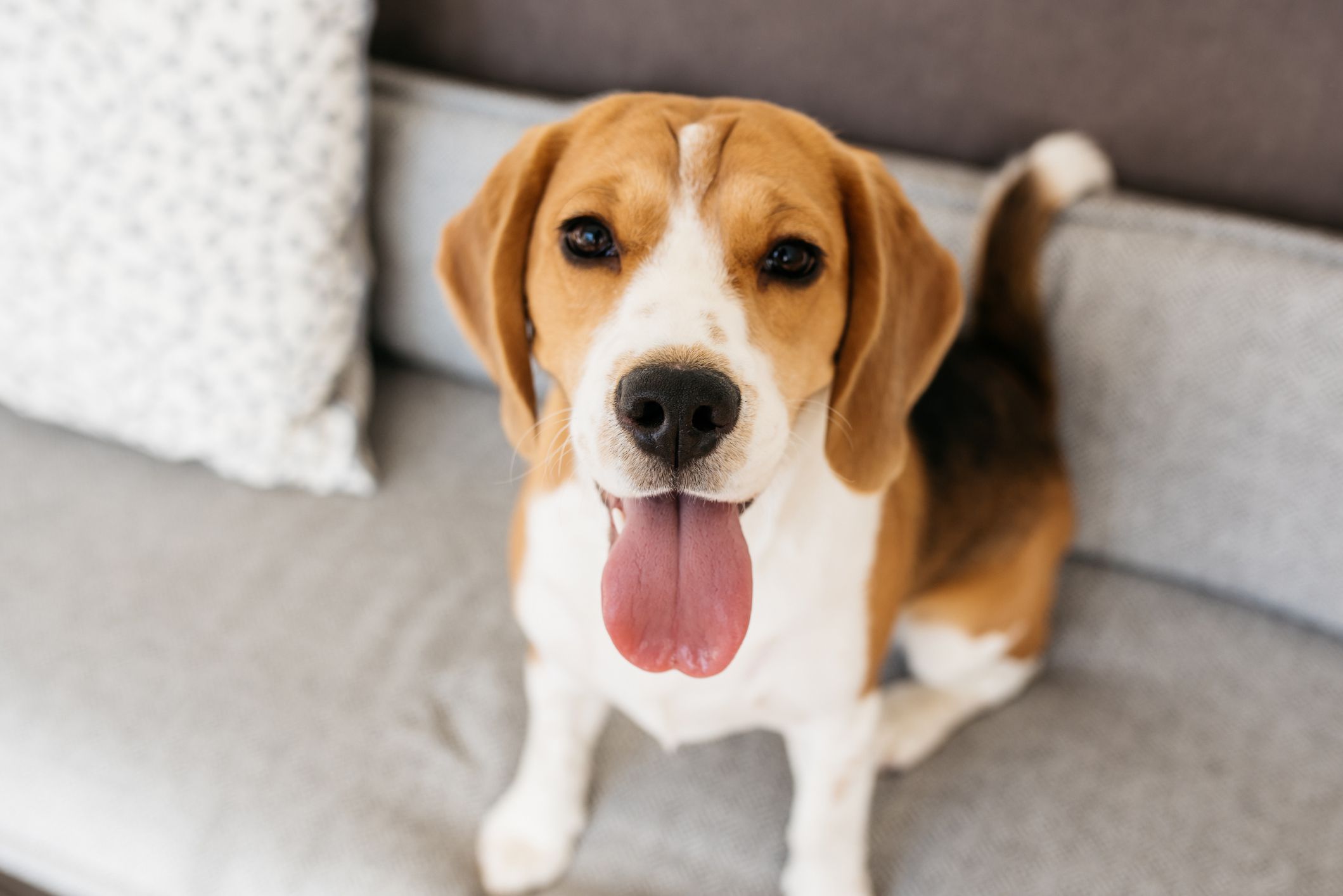 小猎犬号
