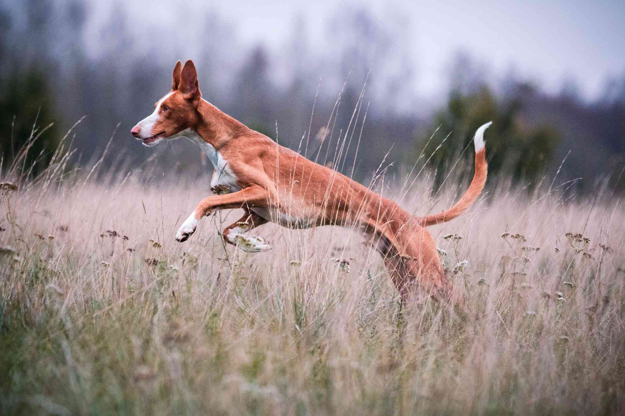 在高高的草丛中奔跑的伊比沙猎犬