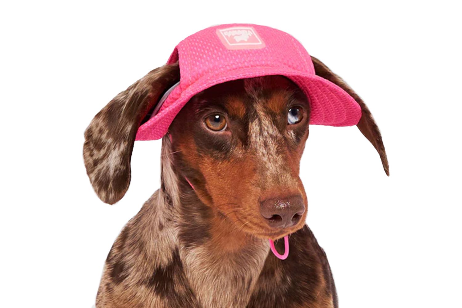 Chill Seeker Cooling Dog Hat