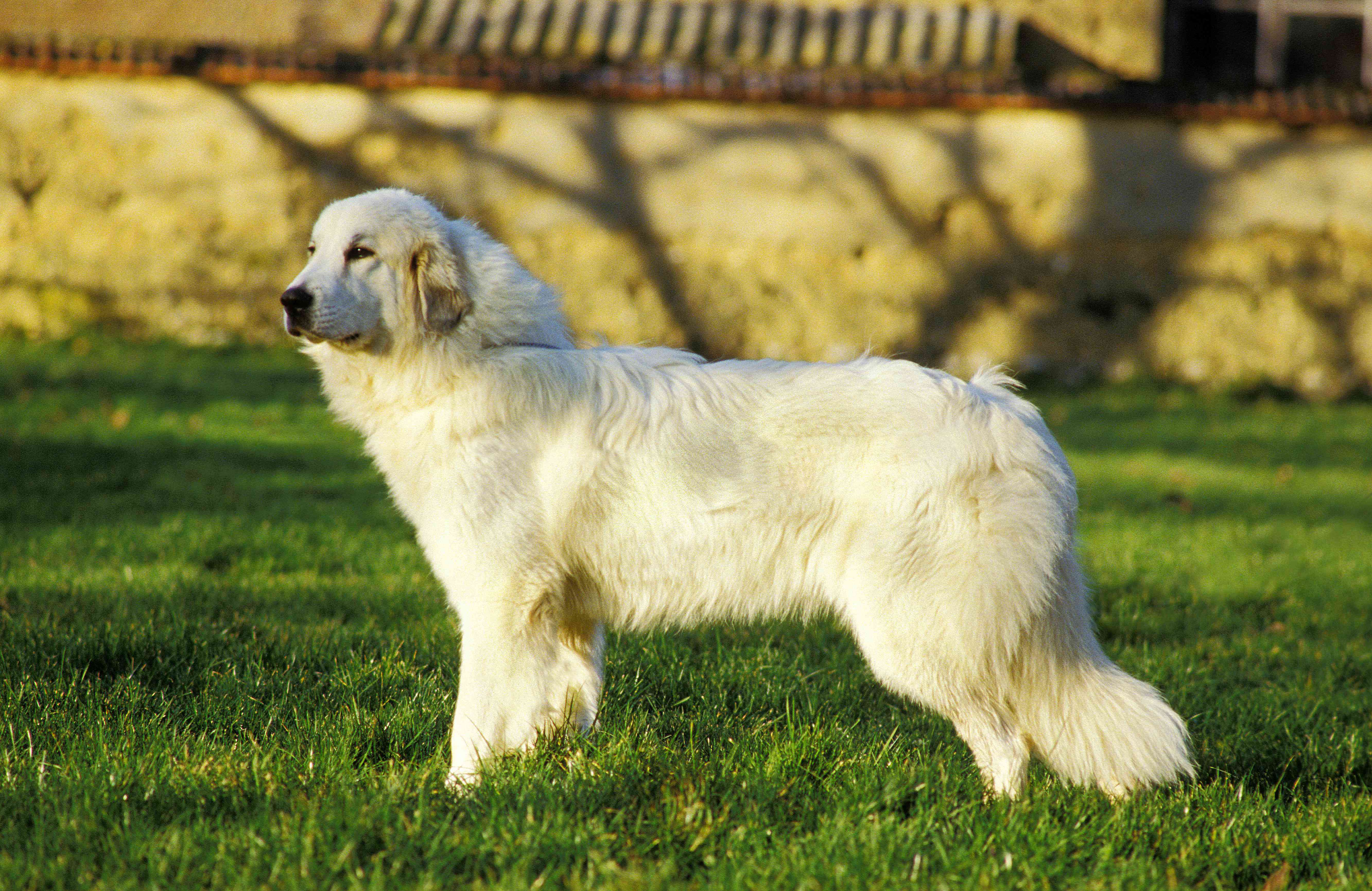 大白熊犬