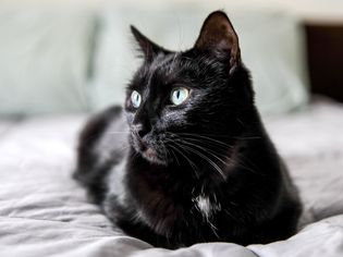 黑色的猫
